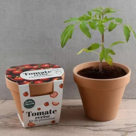 Kit à planter - Tomate cerise Bio