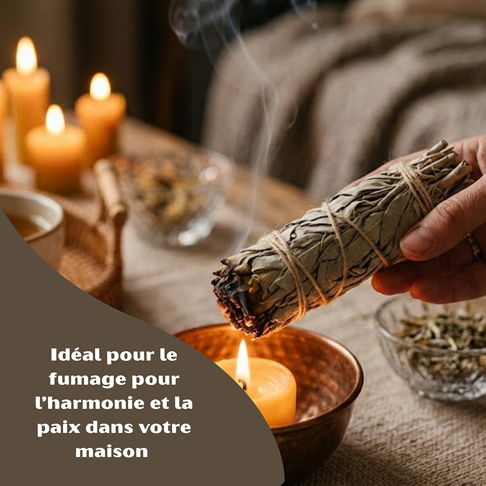 Sauges Blanche