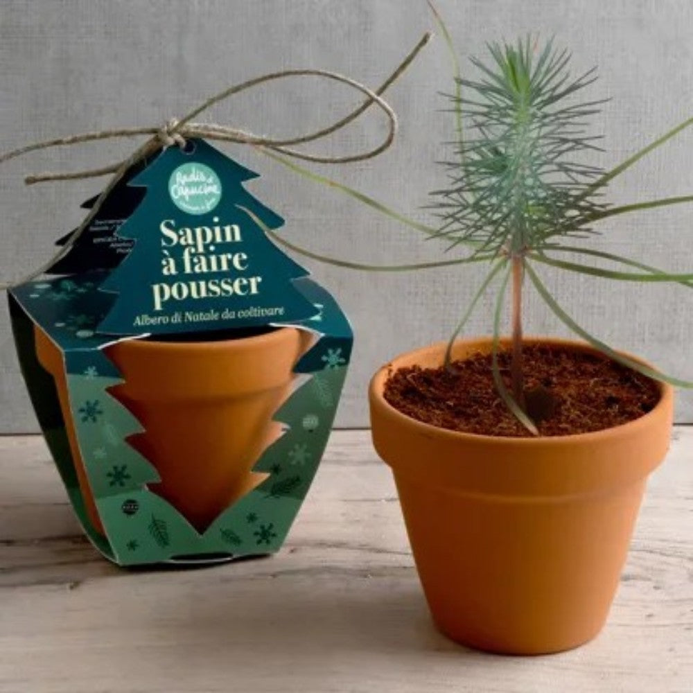 Kit de plantation Noël